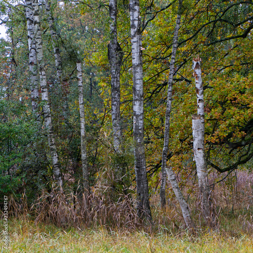 Fototapeta Naklejka Na Ścianę i Meble -  Landschaftsaufnahmen vom Eriskircher Ried am Bodensee im Herbst bei Regen