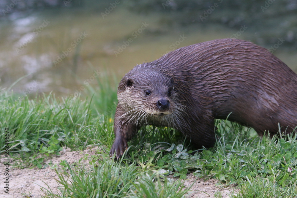 european otter european otter