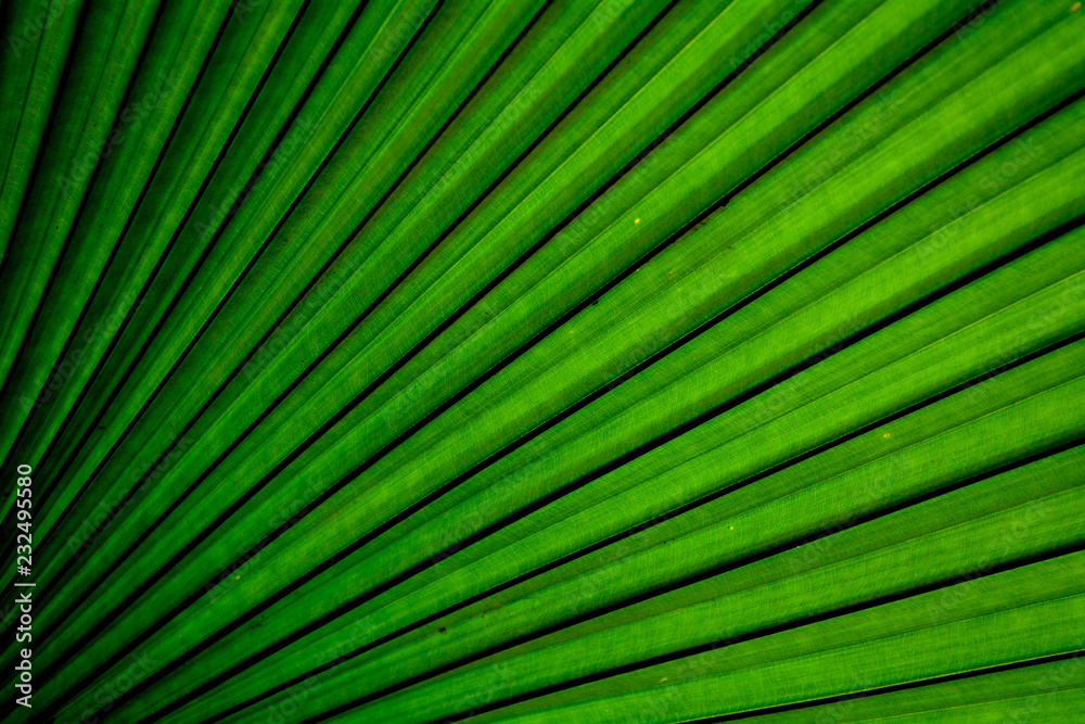 Lines and textures of green palm leaves Lines and textures of green palm leaves