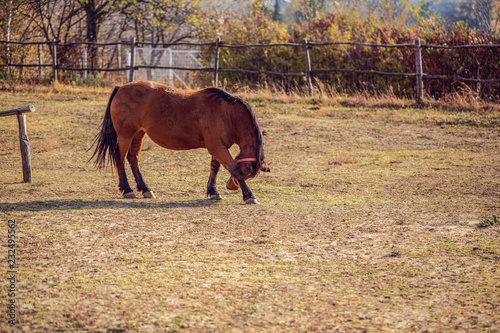 Domestic Horses - Beautiful brown horses on farm.