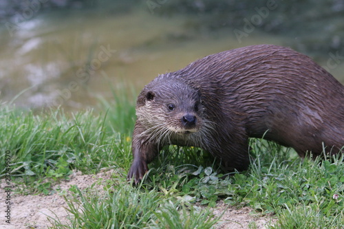 european otter