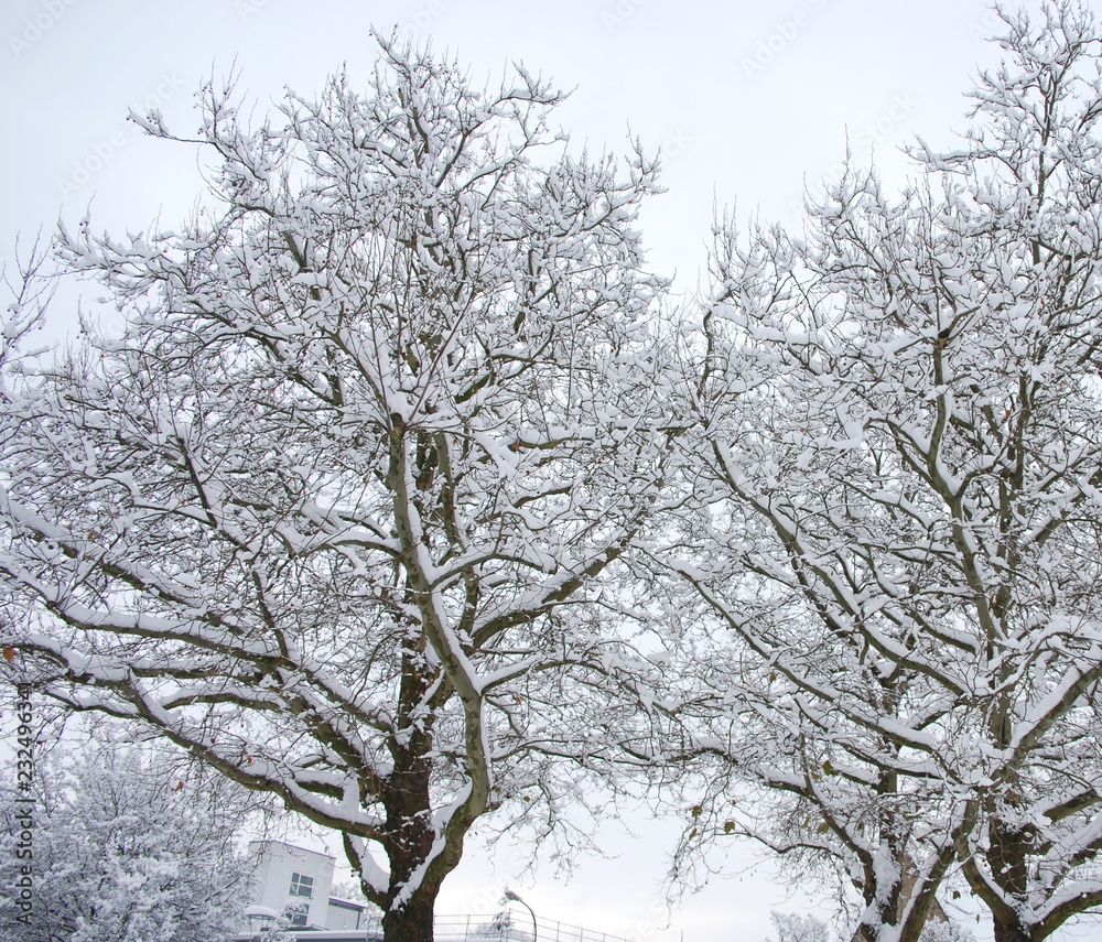 snow on trees in a dark winter day