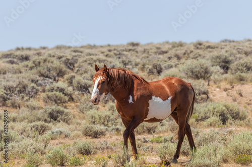 Wild horse in the High Desert in Summer