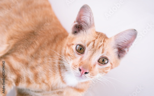 Brown cat and white background