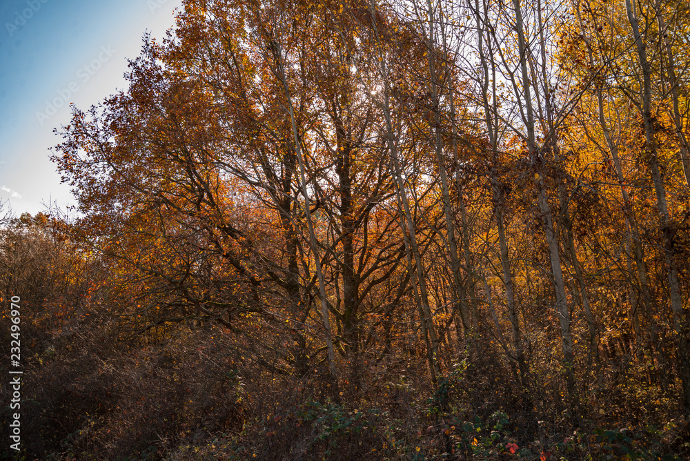 beautiful autumn nature scenes in Hungary on hiking trails