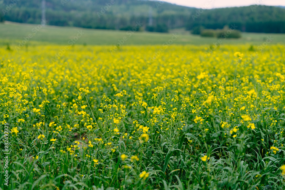 Obraz premium field of yellow flowers