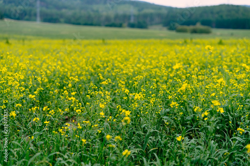 field of yellow flowers © Сергей Алексеев