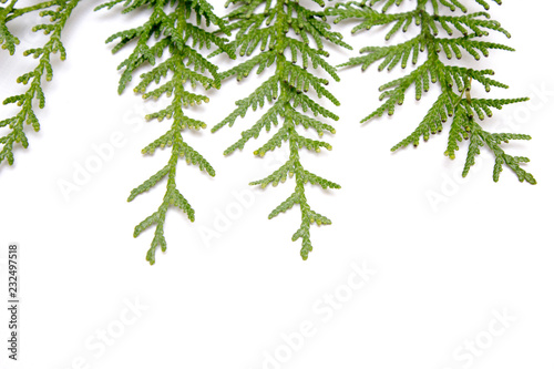 Thuja isolated on white background, evergreen tree, christmas tree