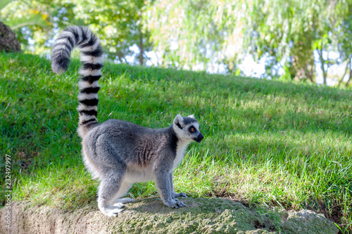 Side view of a posing ring tailed Maki Catta lemur, with big orange eyes. Green grass and the trees on the background.
