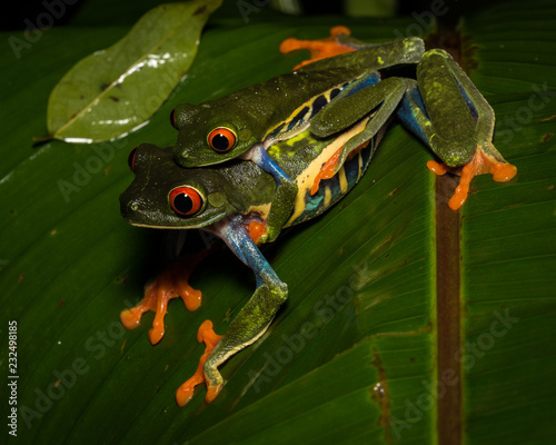 Mating red-eyed tree frogs, Arenal rainforest, Costa Rica