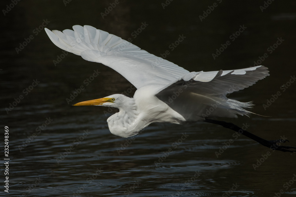 Great egret take-off, Myakka River State Park, Florida Great egret take-off, Myakka River State Park, Florida