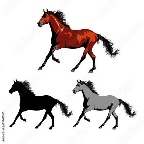Horse vector illustration. Brown and black horse