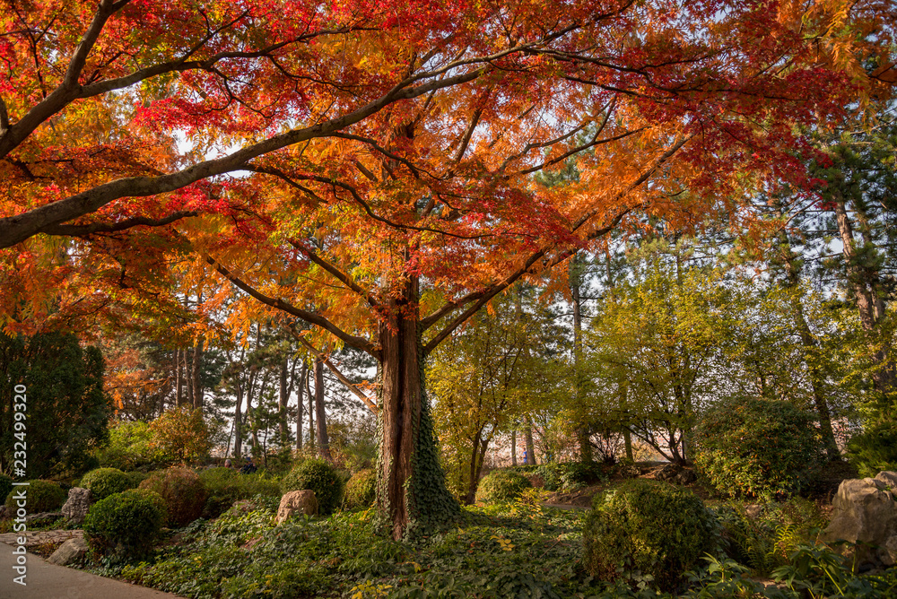 beautiful vivid autumn colors in Japanese garden at Margaret Island Budapest