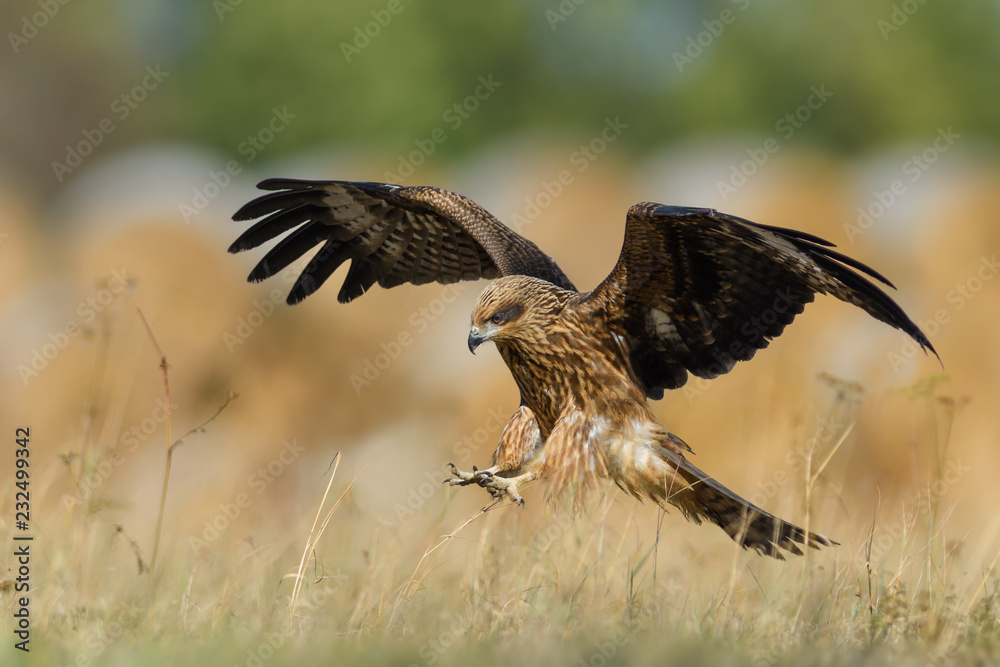 Obraz premium Landing on the meadow/Black Kite