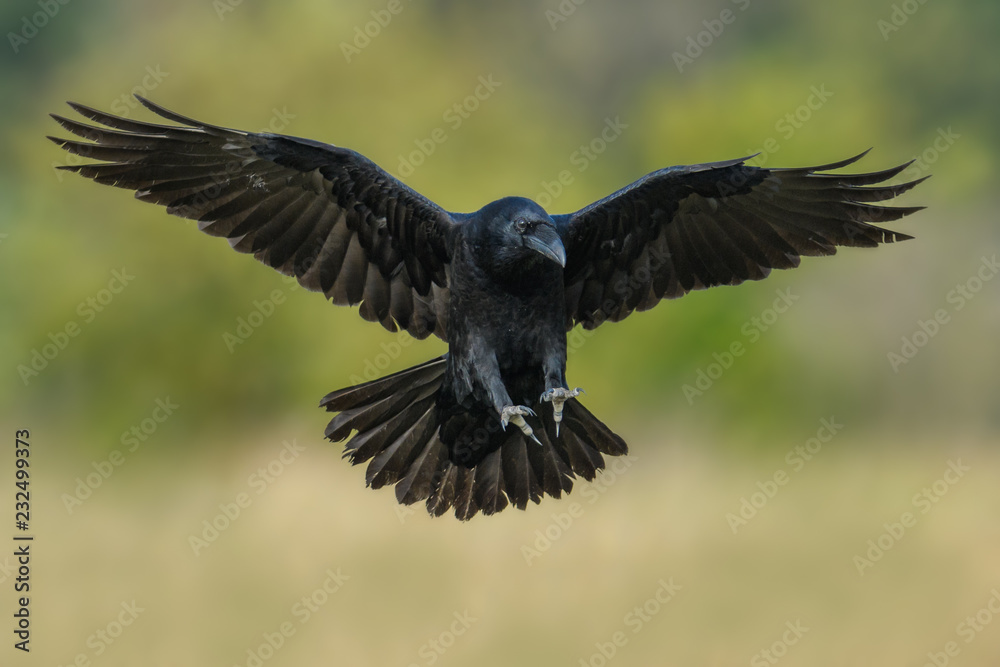 Flight over the meadow/Common Raven Flight over the meadow/Common Raven