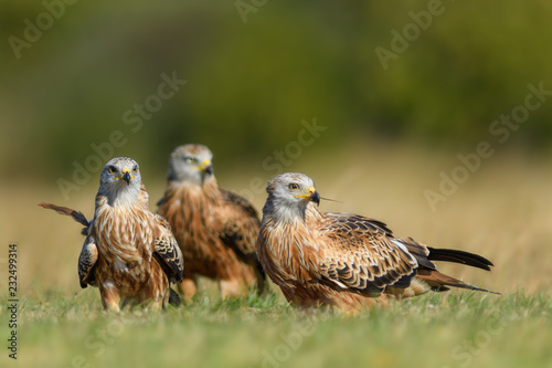 The whole family in the meadow/Red Kite