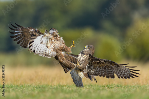 Fight in the meadow/Common Buzzard