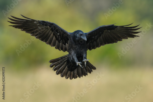 Flight over the meadow/Common Raven © Rafa