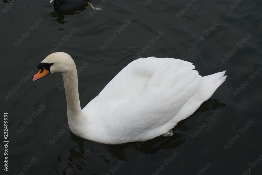 Fototapeta premium Mute Swan