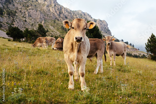 Cow in Cadí Mountain