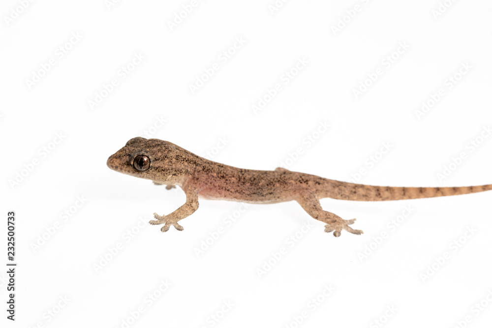 Naklejka premium The small Comon House Gecko