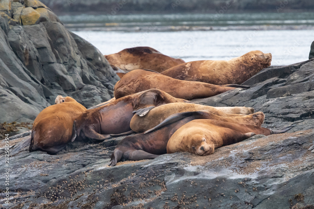 Fototapeta premium Steller sea Lion colony