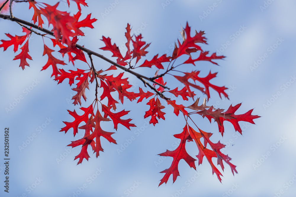 Red leaves