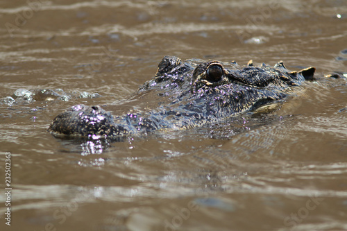 Florida Alligator © Jo