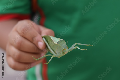 Saltamontes close up