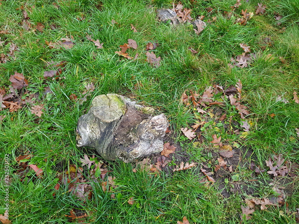 Obraz premium Autumn