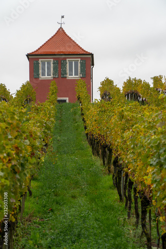 Wein im Herbst bei Regen am Hochberg Immenstaad am Bodensee photo