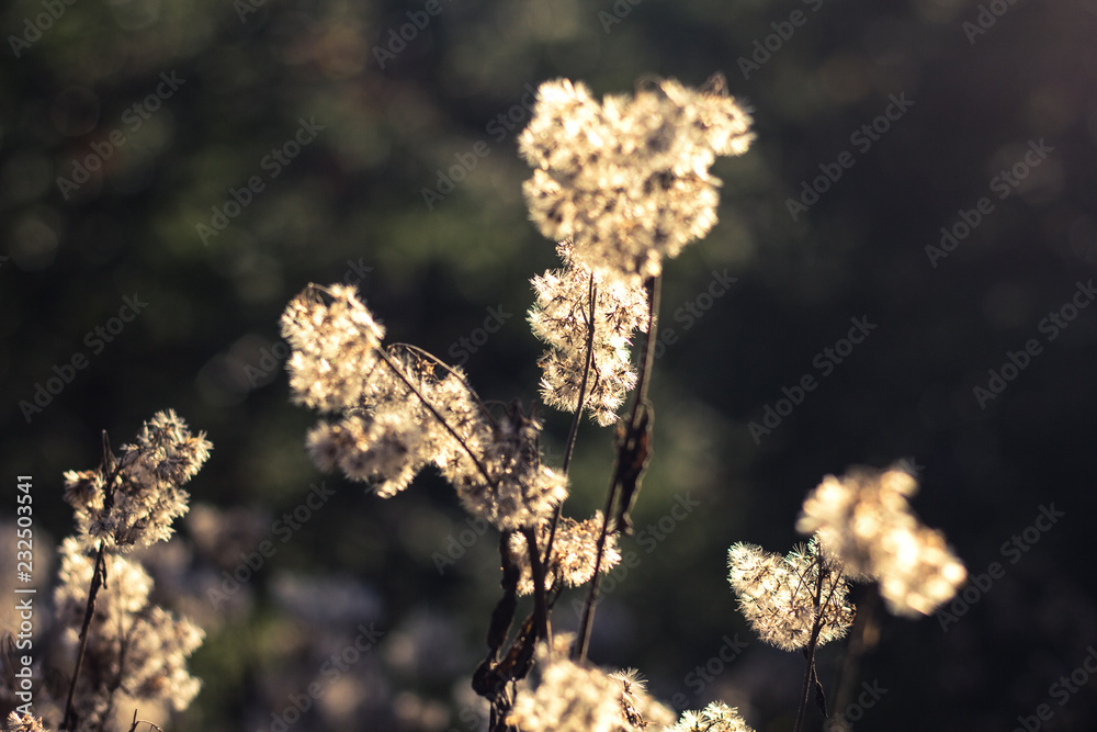 Fototapeta premium Herbst Stimmung