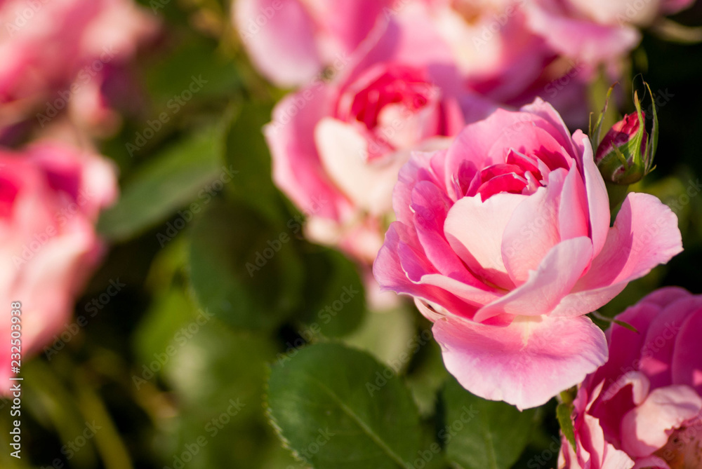 flor hermosa rosa