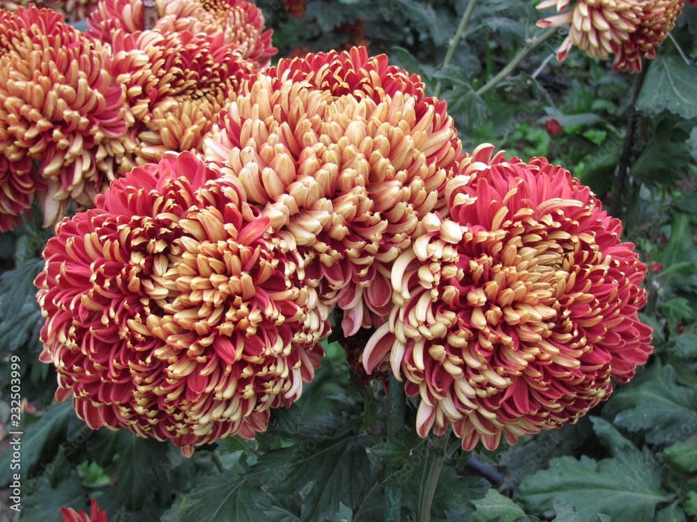 .......Chrysanthemums .......Chrysanthemums