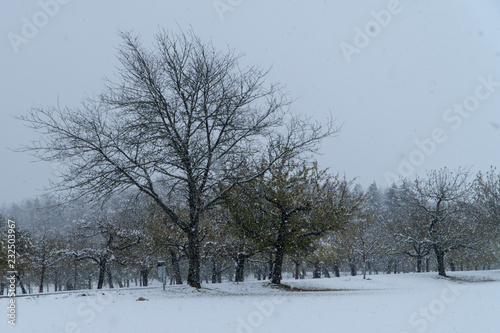Wallpaper Mural Es schneit auf der Schwäbischen Alb in der Nähe von Engstingen Torontodigital.ca