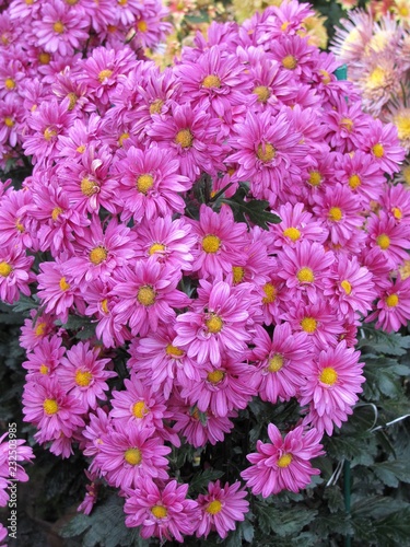 .......Chrysanthemums