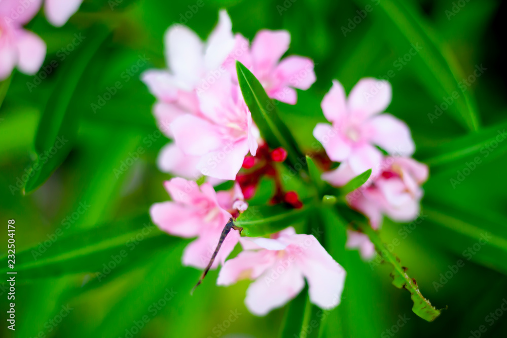 Blur image top view of Beautiful nature Nerium Oleander pink flower aura of love. Blur image top view of Beautiful nature Nerium Oleander pink flower aura of love.