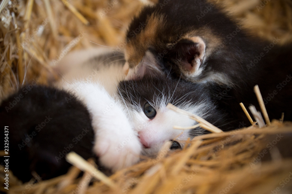 Kleine Katzenbabys im Heu / little kitten in hay Kleine Katzenbabys im Heu / little kitten in hay