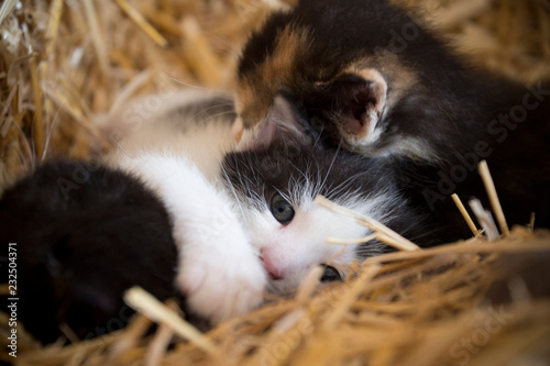 Kleine Katzenbabys im Heu / little kitten in hay