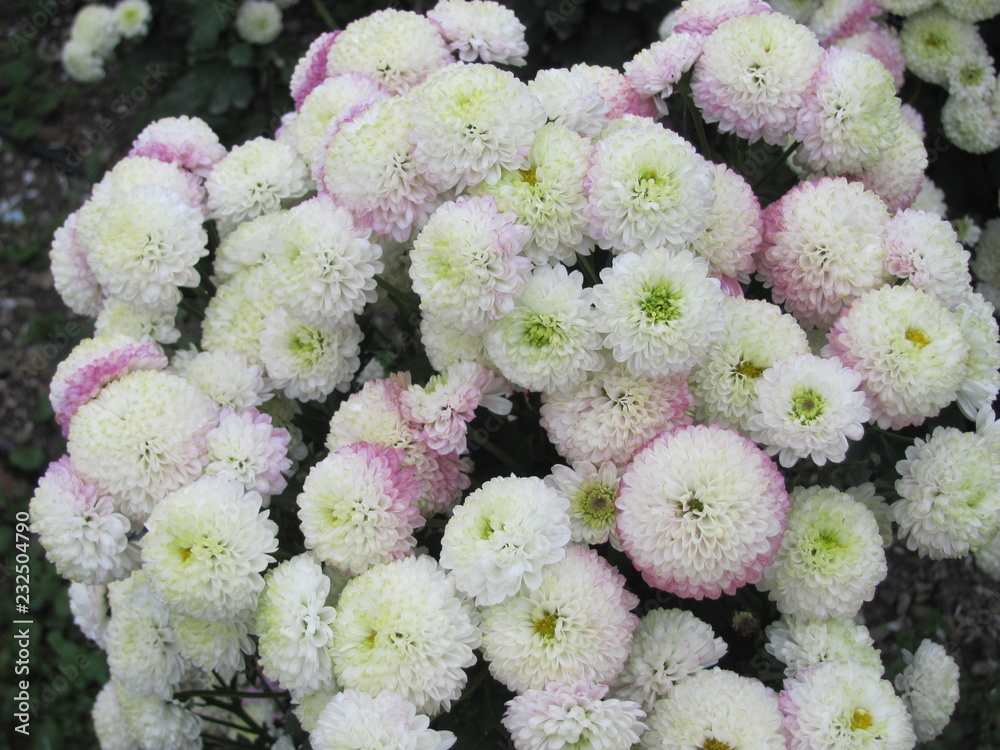 Chrysanthemums Chrysanthemums
