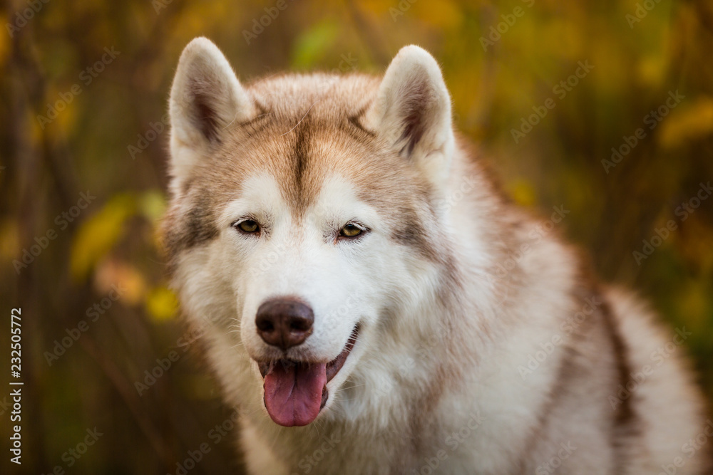 Close-up Portrait of free and beautiful Beige Siberian Husky on a forest background in golden autumn season