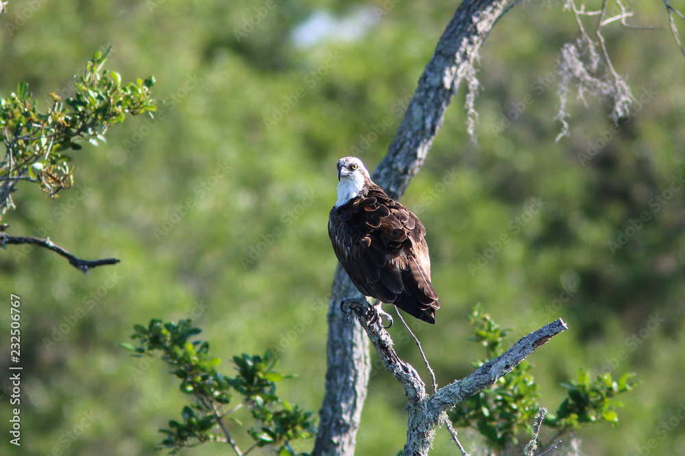 Fototapeta premium Red Shouldered Hawk on a tree