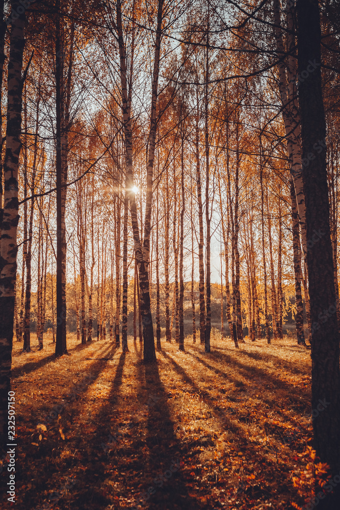 Fototapeta premium lone branch on a background of autumn forest
