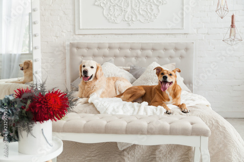 Photography Golden retriever and mixed breed ginger dogs in luxurious bright colors classic eclectic style bedroom with king-size bed, bedside table and mirror
