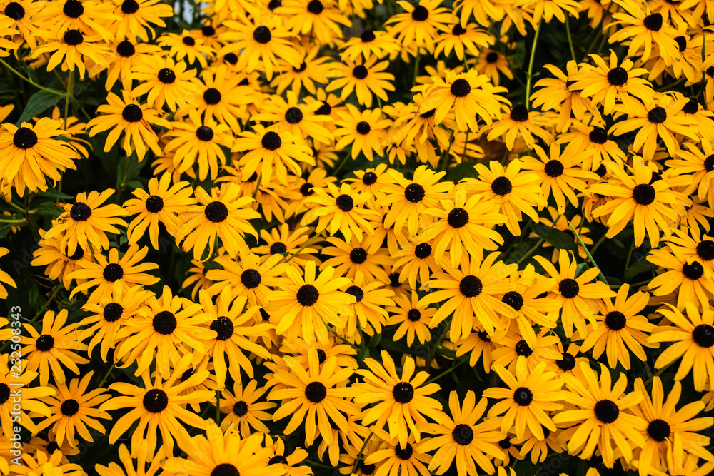 Yellow Daisys in the field Yellow Daisys in the field