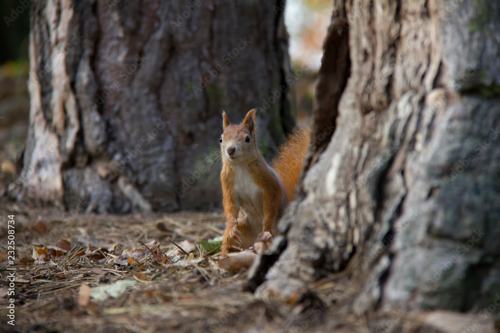 Red squirrel behind a tree. Czech Republic. Red squirrel behind a tree. Czech Republic.