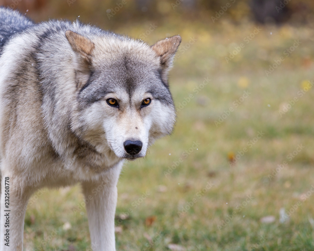 Wolf with snow flurries