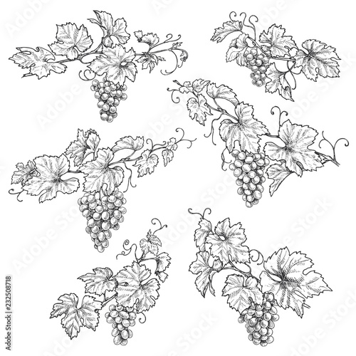 Hand Drawn Grape Branches