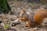 Red squirrel eating nut. Czech Republic.