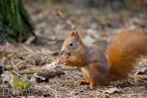 Red squirrel eating nut. Czech Republic.
